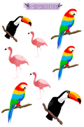 Paradise Birds