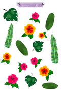 Tropical Rainforest